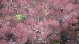 Smoke Tree 02.webp