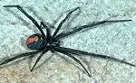 redback4.webp