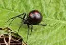 black widow.webp
