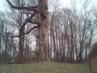 tmpIaBSL2.webp
