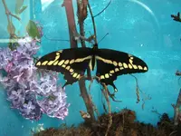 GiantSwallowtailFullyEmerged2.webp