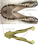 pig_jaw.webp