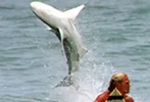 1007_nsmyrne_shark.webp