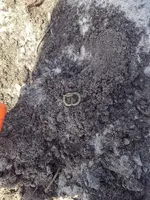 1715ShoeBuckle_InSitu.webp