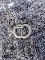 1715ShoeBuckle_InSituClose1.webp