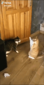 uZQtJIPh_2019827152624.gif