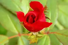 rosebud.webp