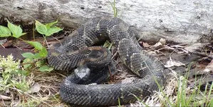 snake (2).webp snake (2).webp