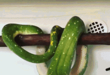 p2RGiB2y_2019828072513.gif