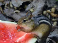 K1600_DSCN6923.webp