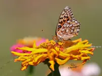 00999-1.webp