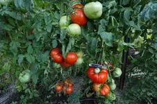 005-1.webp