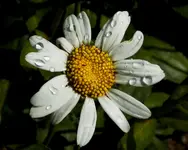 DSCN2766.webp