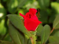 DSCN2779.webp