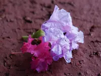 DSCN2785.webp