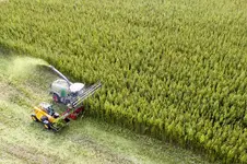 cannabis-harvest-saxony.webp