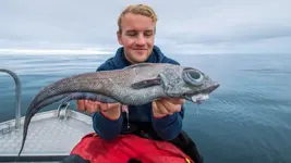 ratfish-caught-2.webp