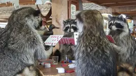 raccoons.webp