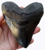 meg tooth.webp