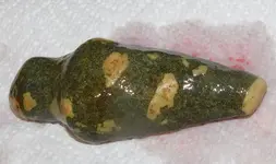 Lizard-1.webp