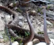 Rattlesnake 012.webp