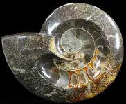 ammonite.webp