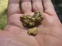 goldy4.webp