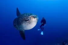 Sunfish-Madi.webp
