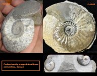 Ammonite.jpg