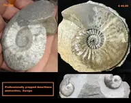 Ammonite.webp