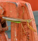 praying mantis1.webp praying mantis1.webp