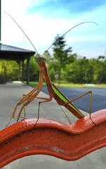 praying mantis2.webp praying mantis2.webp