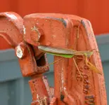 praying mantis3.webp praying mantis3.webp