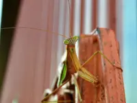 praying mantis4.webp praying mantis4.webp