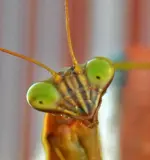 praying mantis5.webp praying mantis5.webp
