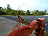 praying mantis12.webp praying mantis12.webp