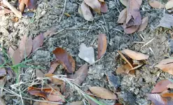 arrowhead leaf.webp