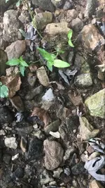2019.09.14 - point in situ.webp