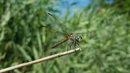 20190724_153300.webp