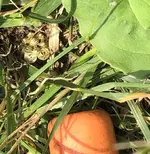 RFhrssntwpYauEarAsIs7-29-19.webp RFhrssntwpYauEarAsIs7-29-19.webp