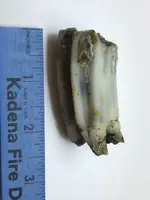ImageUploadedByTreasureNet.com1571132082.760888.webp