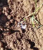 1941 Dirt.webp