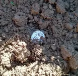 1952 Dirt.webp 1952 Dirt.webp