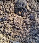 Merc Dirt.webp