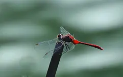 DSCN7124.webp