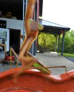 praying mantis13.webp praying mantis13.webp