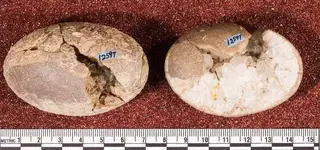 two_croc_egg_geodes_2017_02_15.webp two_croc_egg_geodes_2017_02_15.webp