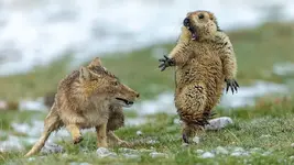 fox and marmot.webp
