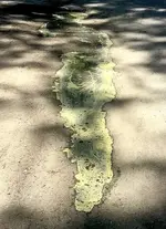 Pollen-tdt-062918-1.webp