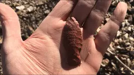 Paleo pick up.webp